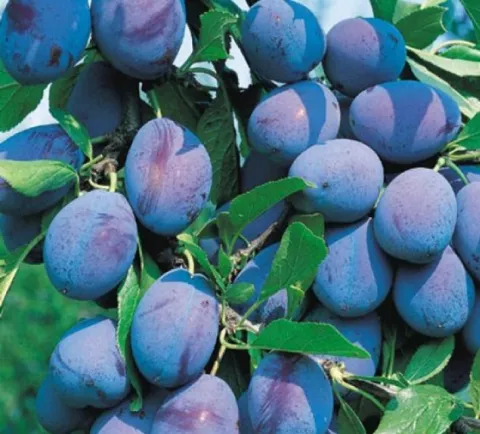 Pruim 'HAUSZWETSCHE'