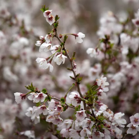 Prunus incisa 'Kojou-No-Mai'