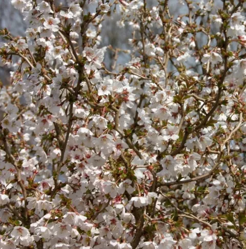 Prunus incisa 'Kojou-No-Mai'
