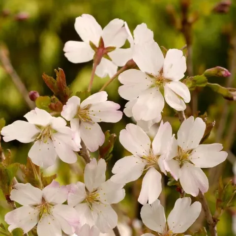 Prunus incisa 'Lotte'