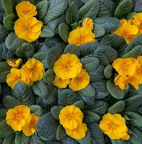 Primula