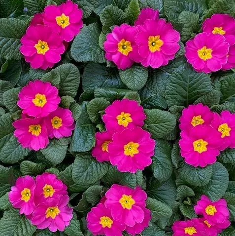 Primula