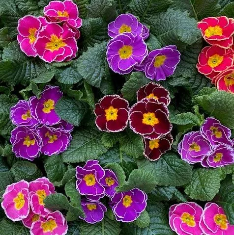 Primula