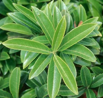 Prunus laur. 'Mount Vernon'