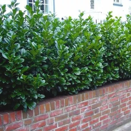 Prunus laur. 'Novita'