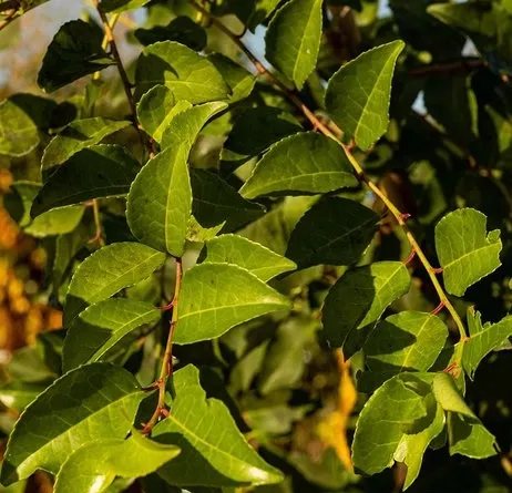 Prunus lus. 'Tico'®