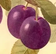 Pruim 'MONSIEUR HATIF'