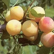 Pruim 'MIRABELLE DE NANCY'