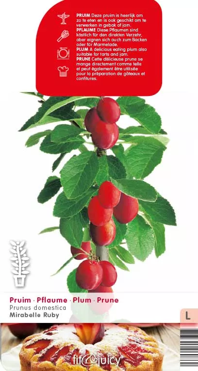 Pruim 'MIRABELLE RUBY'