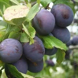 Pruim 'OPAL'