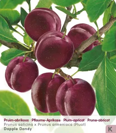 Pruim-abrikoos 'PLUOT DAPPLE DANDY'