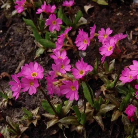 Primula rosea