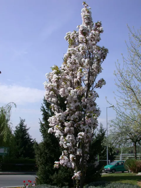 Prunus serr. 'Amanogawa'