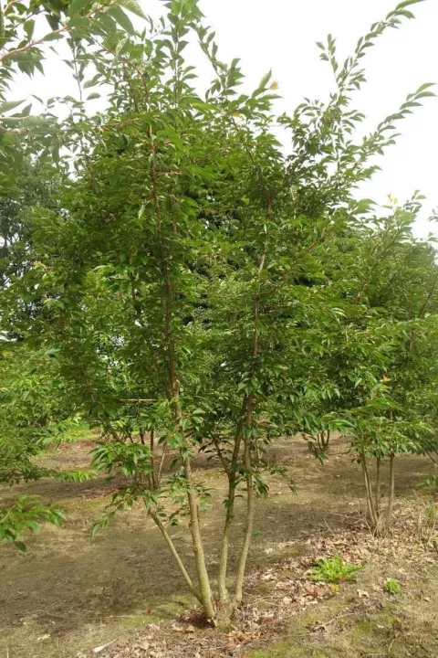 Prunus subh. 'Autumnalis Rosea'