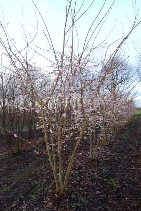 Prunus subh. 'Autumnalis Rosea'