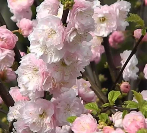 Prunus triloba