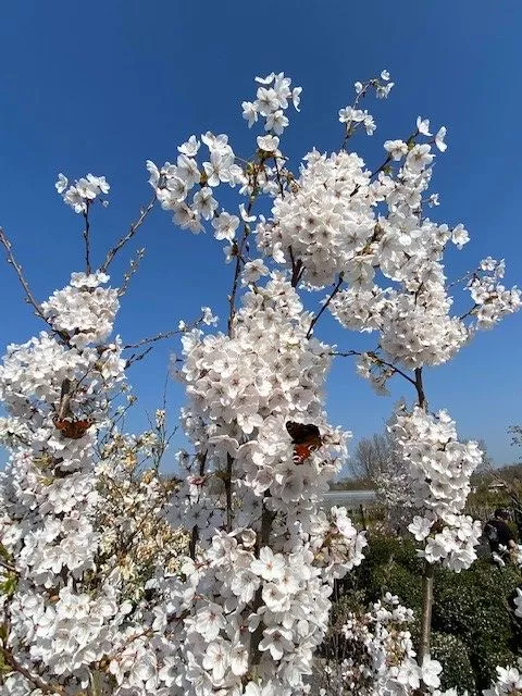 Prunus yedoensis