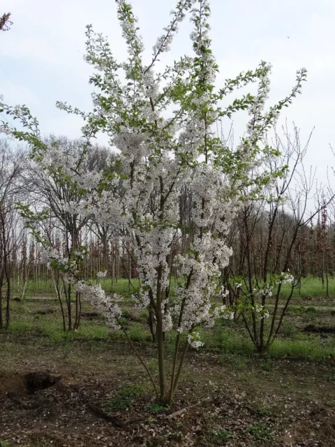 Prunus yedoensis