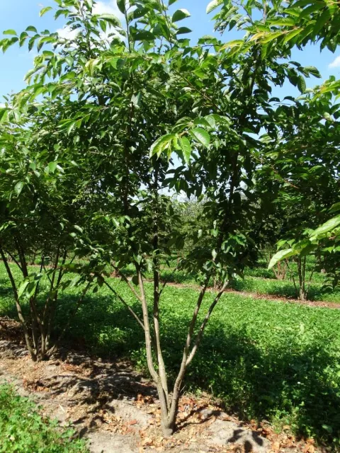 Prunus yedoensis