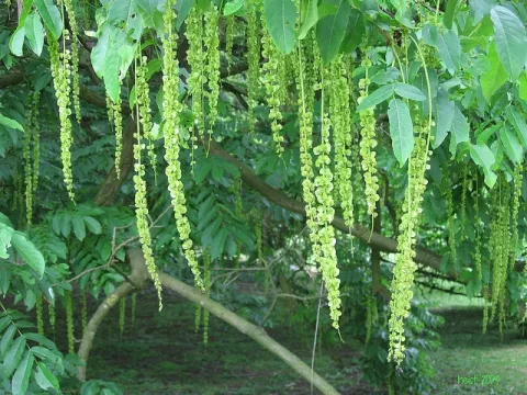 Pterocarya fraxinifolia