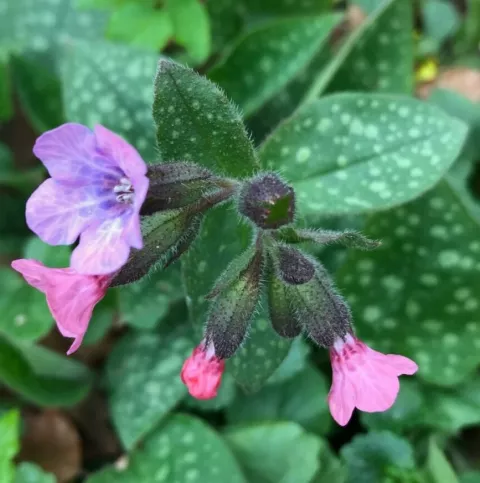 Pulmonaria officinalis