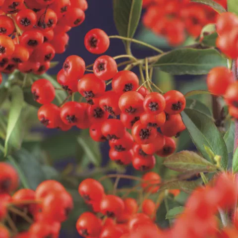 Pyracantha cocc. 'Red Column'
