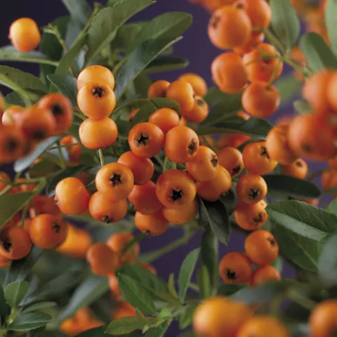 Pyracantha 'Golden Charmer'