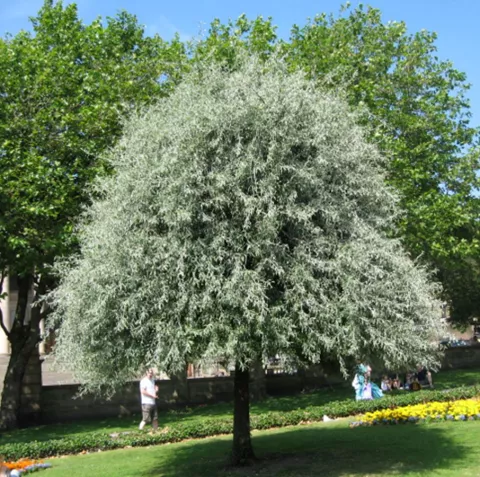 Pyrus salicifolia 'Pendula'