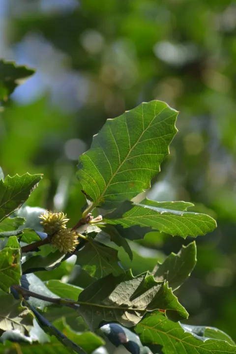 Quercus hispanica 'Wageningen'