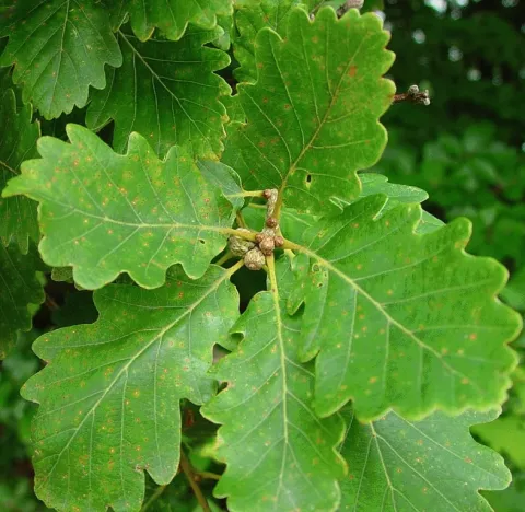 Quercus petraea