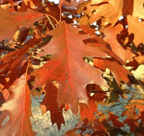 Quercus rubra