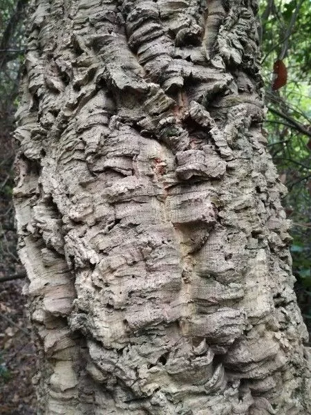 Quercus suber