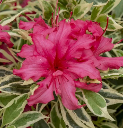 Rhododendron 'Bollywood'