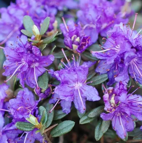 Dwergrhodo 'Azurika'