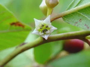 Rhamnus frangula (= Frangula alnus)