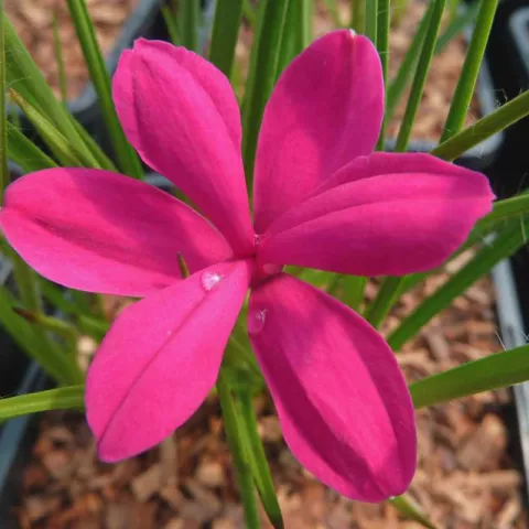Rhodoxis 'Fairy Tale'