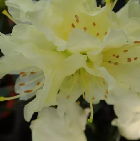 Rhododendron 'Golden Wonder'