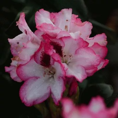 Rhododendron 'Hachmann's Charmant'®