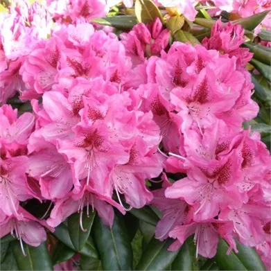 Rhododendron hybr. 'Cosmopolitan'