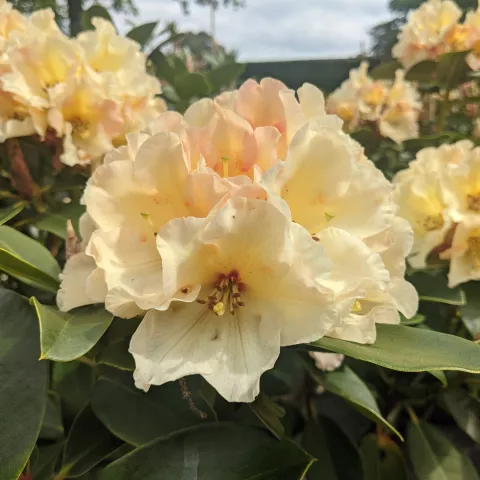 Rhododendron 'Horizon Monarch'
