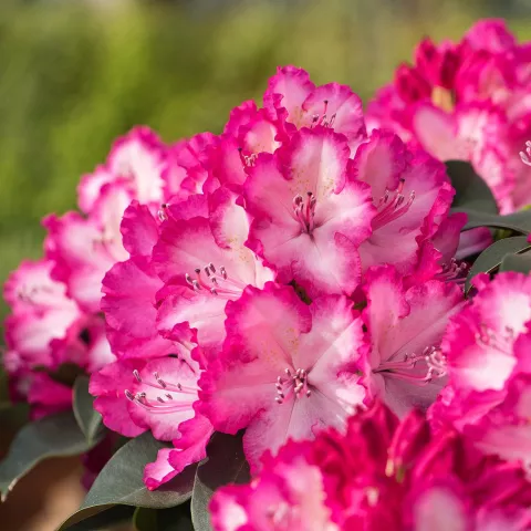 Rhododendron Hortinno® XXL