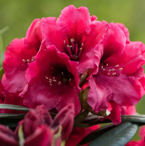 Rhododendron Hortinno® XXL 'Red Devil'