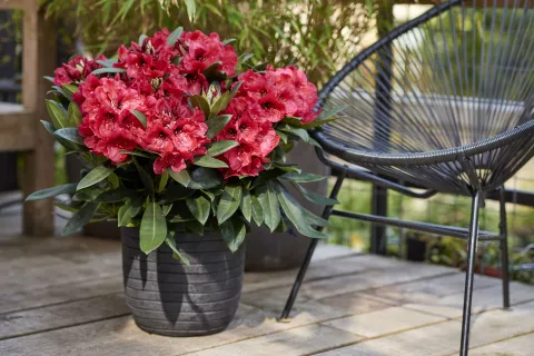 Rhododendron Hortinno® XXL 'Red Devil'