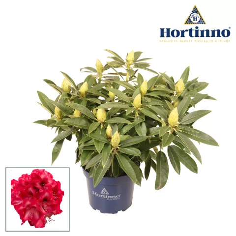 Rhododendron Hortinno® XXL 'Red Dragon'