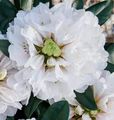 Rhododendron Hortinno® XXL 'White Flamingo'