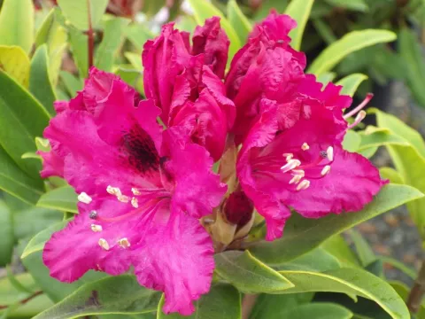 Rhododendron  'Marie Forte'