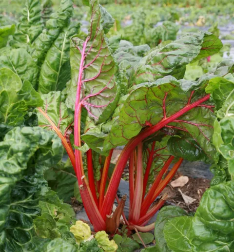 RABARBER Rheum rhabarbarum