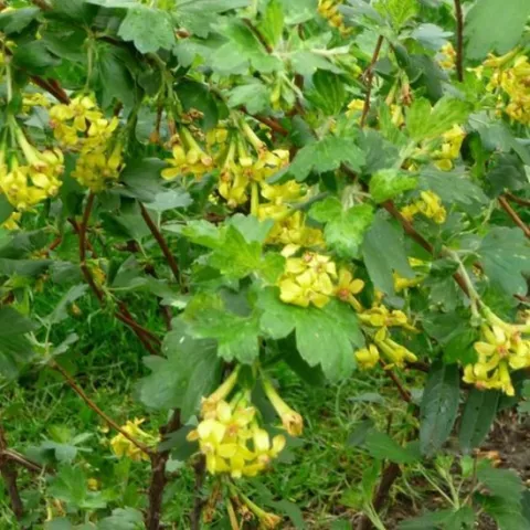 Ribes odoratum