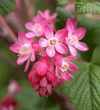 Ribes sanguineum