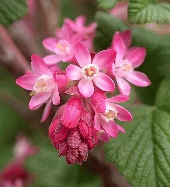 Ribes sang. 'King Edward VII'